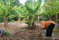 Bisa Sekolahkan Anak hingga Perguruan Tinggi, Hasil Bertanam Buah-buahan di Pekarangan