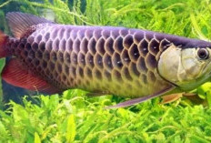 Mengenal Sifat dan Karakteristik Ikan Arwana, Ternyata Begini Prilakunya!