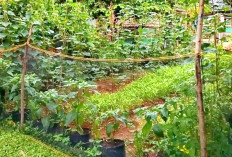 Berkebun Tanpa Pestisida, Warga Tugumulyo Manfaatkan Pekarangan Rumah