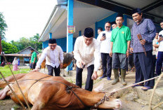 Bupati Muba Tinjau Penyembelihan Kurban di Sungai Angit, Dua Sapi Limosin Disalurkan untuk Masyarakat