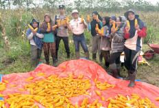 Hasilkan 5 Ton Jagung Berkualitas Baik