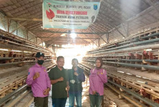 Hasilkan Telur, Jual ke Warung Desa, BUMDes Kelola Ayam Petelur