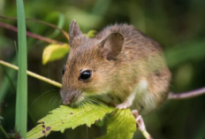 Petani Wajib Tahu, Ini Cara untuk Mengendalikan Hama Tikus yang Efektif