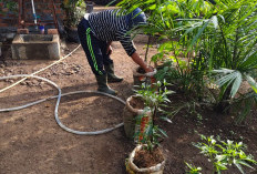 Bank Sampah Harapan dan TPS 3R Masda Jaya Ubah Sampah Jadi Komoditas Ekonomis dan Dorong Kemandirian Pangan di