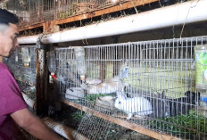 Ternak Kelinci di Lubuklinggau, Imut dan Menopang Ekonomi Keluarga