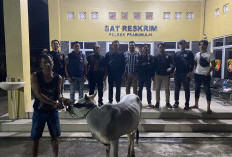 Lima Kali Beraksi Curi Sapi, Bobi Diringkus di Cafe Gunung Megang