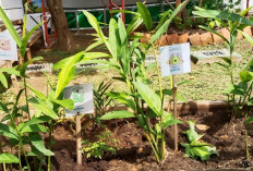 Tanaman Herbal, Rahasia Rumah Sehat dan Harum Alami