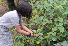 Budidaya Terong Lalap, Warga Mura Raup Cuan