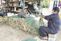 Daun Bawang Jadi Andalan