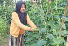 Panen Cuan dari Kebun Mentimun