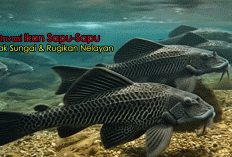 Waspada! Invasi Ikan Sapu-Sapu Rusak Sungai & Rugikan Nelayan, Ini Fakta Lengkapnya
