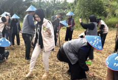 Ajak Mahasiswa KKN Tanam Jagung Pipil Dukung Ketahanan Pangan di Desa Ulak Kerbau Baru, Selaras GSMP Menyala