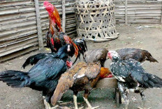 Cara Beternak Ayam Kampung yang benar