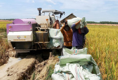 150 Ha Padi Mulai Panen di Lempuing Jaya, Petani Tetap Bahagia