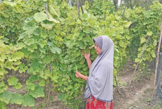 Kisah Inspiratif Sulastri, Tak Biarkan Rumput Tumbuh di Perkarangan Rumah