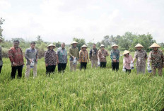 Ubah “Si Hitam” Jadi “Hijau”, Inovasi PTBA Dukung Swasembada Pangan