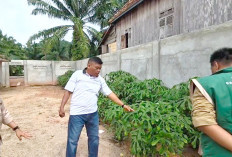 Singkong Papua Jadi Bank Pakan Kambing, Solusi Hemat Peternak di Ogan Ilir