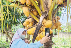 KWT Merpati Prabumulih Budidaya Kelapa Pendek Buah Lebat