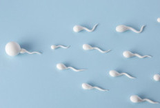 Rahasia Cepat Hamil: Tips Meningkatkan Kualitas dan Kuantitas Sperma