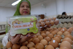 Telur Omega: Manfaat Luar Biasa untuk Kesehatan Tubuh