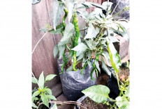 Penuhi Kebutuhan Keluarga 
