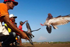 Harga Burung Merpati: Dari Ratusan Ribu Hingga Miliaran, Tergantung Kualitas dan Prestasi