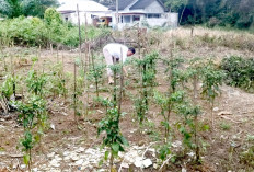 Warga Kabupaten Lahat Sulap Lahan Tidur Jadi Kebun Produktif, Dukung Program Swasembada Pangan