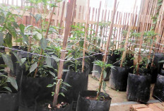 Modal Polybag, Panen Cabai di Pekarangan Sempit