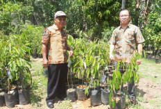 Sertifikasi Label Durian Lokal Unggul