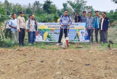 Gotong Royong Tanam Jagung 1,5 Hektare