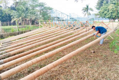 Festival Panjat Pinang Sumatera Ekspres 2026 Siap Bikin Heboh, Diwarnai Beragam Lomba Tradisional Agustusan