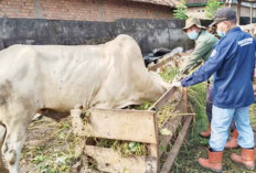 Hewan Kurban Harus Bebas Penyakit