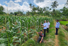 Potensi Budidaya Jagung Hibrida di Kabupaten Lahat Semakin Menjanjikan