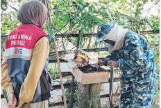 Dorong Ekonomi Hijau, Kembangkan Budidaya Lebah Trigona 
