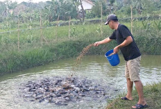   Ubah Lahan Rawa Jadi Sumber Penghasilan, 10 Ribu Lele Siap Panen