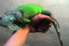 Penggemar Iguana Harus Tahu, Ini Loh 8 Penyakit Umum Yang Sering Menyeramg Iguana Kesayanganmu!