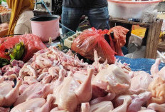 10 Tips Memilih Daging Ayam Segar untuk Masakan Lebaran, Rahasia Hidangan yang Lezat!