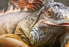 Mengungkap Fakta Iguana, Si Reptil Eksotis yang Penuh Intrik, Apa Saja!
