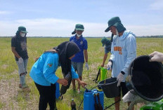 Kurangi Ketergantungan Kimia, Basmi Antraknosa