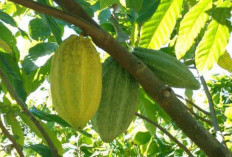 Tutorial Membuat Coklat Organik dari Buah Kakao, Dijamin Langsung Mahir