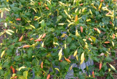  Jadikan Pekarangan  Aset Produktif, Tunjang Ekonomi Keluarga 