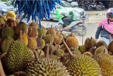 Peringkat 10, Sumatera Selatan Salah Satu Penghasil Durian Terbanyak di Indonesia. Segini Dalam Setahun
