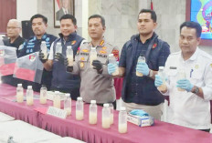 50 Ribu Benih Lobster Akan Diselundupkan ke Palembang