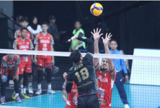 Bank SumselBabel Bungkam Surabaya Samator Tanpa Ampun, Menang Telak 3-0 di Proliga 2025 Seri Solo