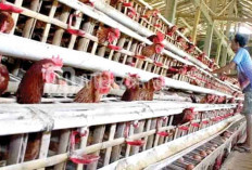  Jamin Keamaan Pangan Asal Hewan, Pemprov Sumsel Tunjung Pejabat Otoritas Veteriner, Ini Tugasnya 