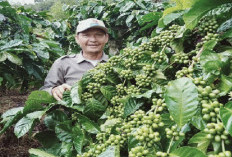 Nilai Ekspor Sumatera Selatan Meningkat 18,34 Persen