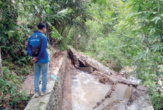 Siring Irigasi Ambruk, 63 Hektar Sawah Gagal Tanam