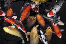 Menyingkap Rahasia Ikan Koi, Dari Legenda Tiongkok Hingga Simbol Kemakmuran