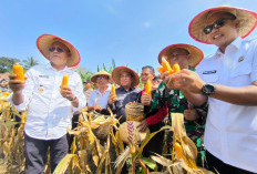 Sinergi Polres dan Pemkot Prabumulih, 400 Hektare Lahan Digarap, 100 Hektare Sudah Ditanami Jagung