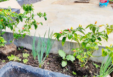 Sulap Pekarangan Rumah Jadi Kebun Mini